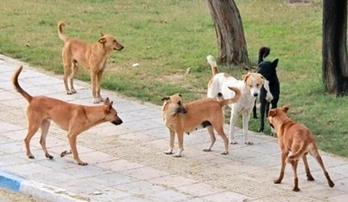 سگ های ولگرد